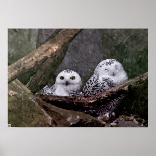 Süße Eulen Poster