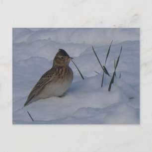 Süße Eurasische Feldlerche im Schnee DIY-Postkarte Feiertagspostkarte