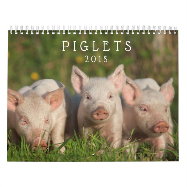 Süße Ferkel 2018 - Baby-Schwein-Wandkalender Kalender (Titelbild)