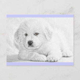 Süße Fluffige Weiße Welpen Postkarte