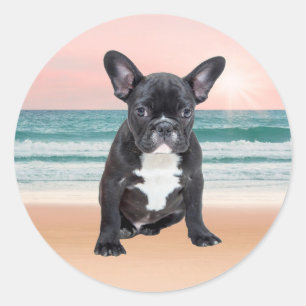 Süße Französische Bulldogge Strand Sonne Wasser Runder Aufkleber