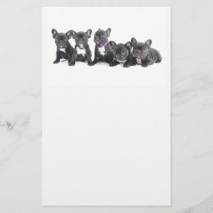Süße französische Bulldoggen-Welpen Flyer