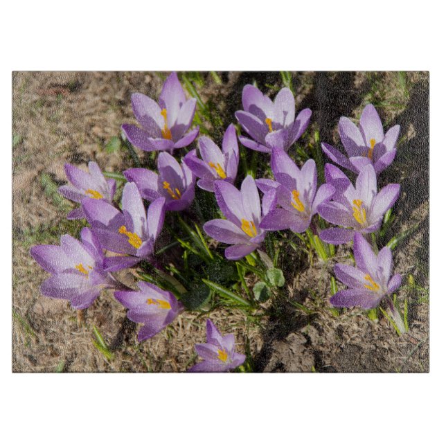 Süße Frühlings-Krokusse Schneidebrett (Vorderseite)