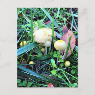 Süße gelbe Pilze, Oregon Postkarte