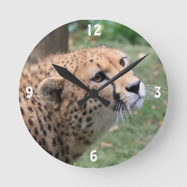 Süße Geparde mit ansprechenden Augen Runde Wanduhr (Vorderseite)