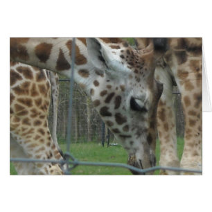 Süße Giraffe