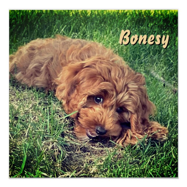 Süße Golden Doodle Poster (Vorderseite)