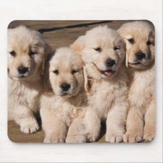 Süße golden retriever-Welpen Mousepad
