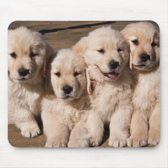 Susse Golden Retriever Welpen Mousepad Zazzle At