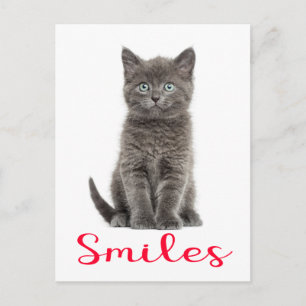 Süße graue Katzenfreundschaft Hallo Katzenpostkart Postkarte