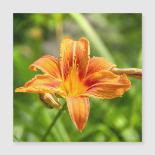 Süße große Lilienblumenfoto Magnetkarte