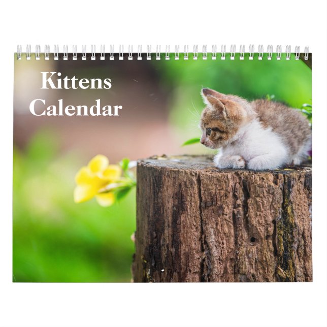 Süße Kätzchen 2027 Bengaltiger Kalender (Titelbild)