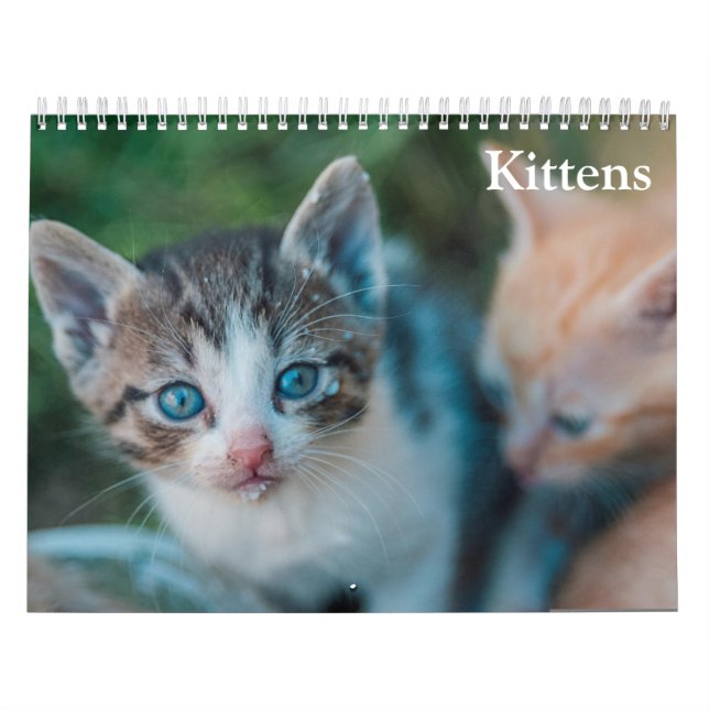 Süße Kätzchen 2027 Kalender (Titelbild)