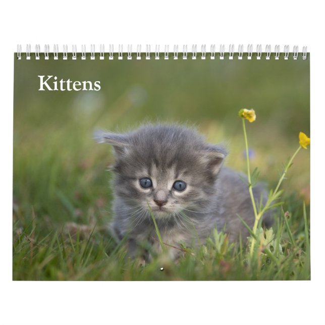 Süße Kätzchen 2027 Kalender (Titelbild)