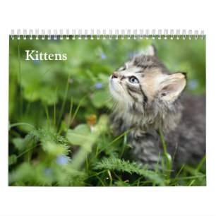 Süße Kätzchen 2027 Kalender