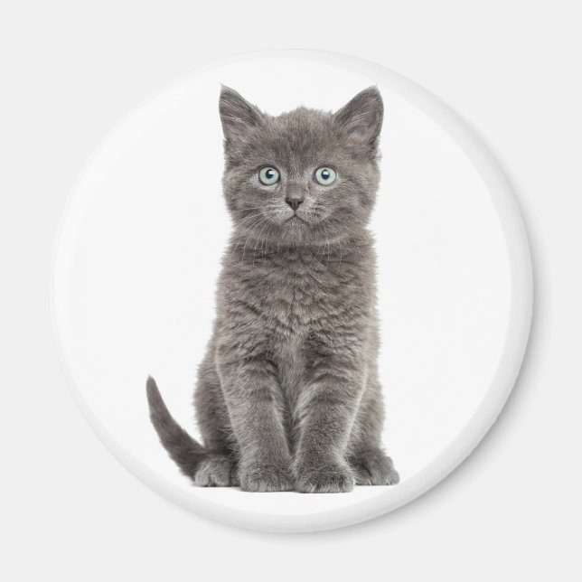 Süße Kätzchen Graue Katze Magnet (Vorne)