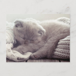 Süße Kätzchen Liebe Hallo Ich Vermisse Dich Katzen Postkarte