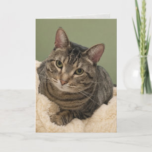 Süße Katze auf weißem Geburtstag, dicke Katzen-Geb Karte