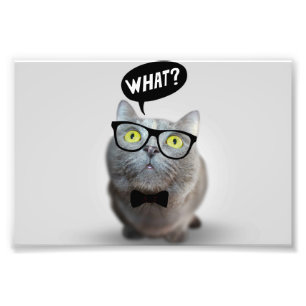 Süße Katze Kätzchen mit Brille was Zitat lustig Fotodruck
