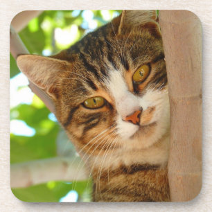 Süße Katze klettert auf einen Baum Getränkeuntersetzer