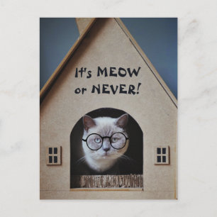 Süße Katze mit Brille Es ist Miau oder Nie Zitat Postkarte
