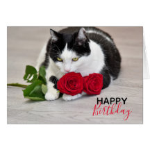Süße Katze mit der roten Rose