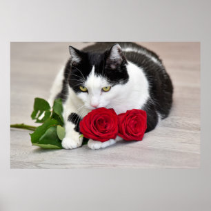 Süße Katze mit der roten Rose Poster