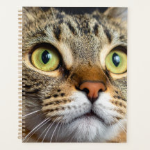 Süße Katze