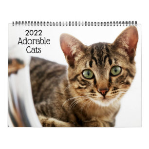 Süße Katzen 2022 Kalender
