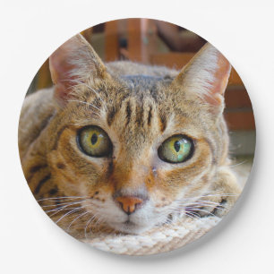 Süße Katzen-Papierteller Pappteller