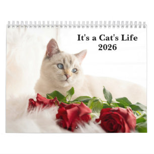 Süße Katzenfoto - Es ist ein Katzenleben 2026  Kalender