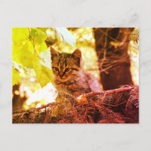 Süße Katzenfoto-Postkarte Postkarte