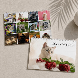 Süße Katzenfotos Es ist ein Katzenleben Kalender