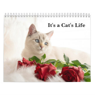 Süße Katzenfotos Es ist ein Katzenleben Kalender