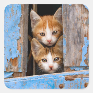 Süße Katzenkätzchen in einem blauen antiken Fenste Quadratischer Aufkleber