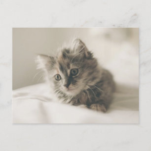Süße Katzenpostkarte Postkarte