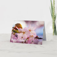 süße Kirschblüten in rosa Farbe und blauer Himmel