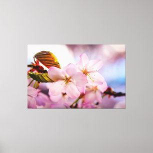 Süße Kirschblüten in Rosa und Blauer Himmel Leinwanddruck
