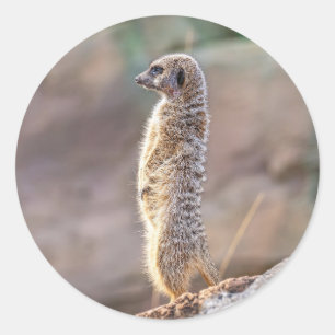 Süße kleine Erdmännchen-Tier-Natur-Wildlife Runder Aufkleber