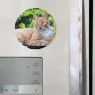 Süße kleine Kätzchen Magnet