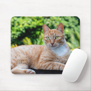 Süße kleine Kätzchen Mousepad