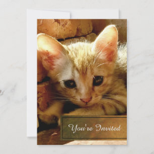 Süße kleine Katzenparty Einladung