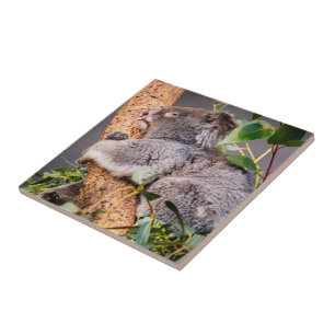 Süße kleine Koala Fliese