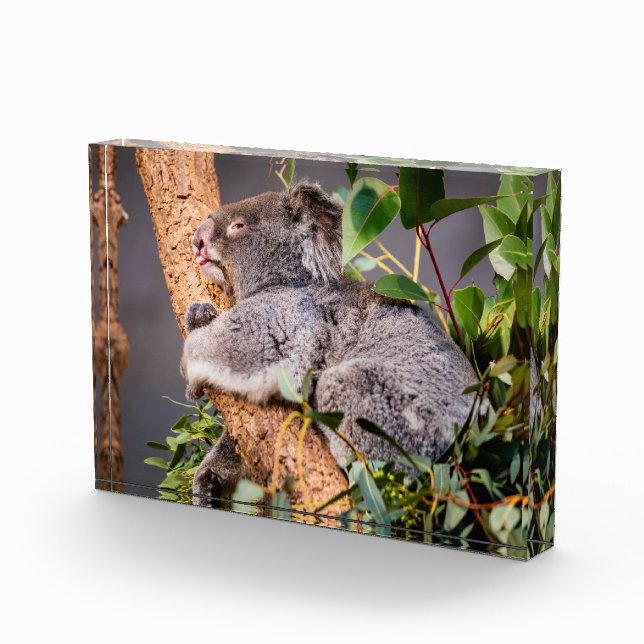 Süße kleine Koala Fotoblock (Rechts)
