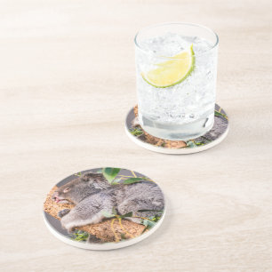 Süße kleine Koala Getränkeuntersetzer