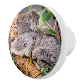 Süße kleine Koala Keramikknauf