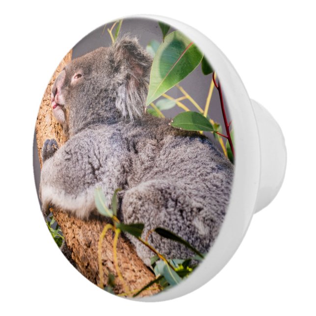 Süße kleine Koala Keramikknauf (Rechts)