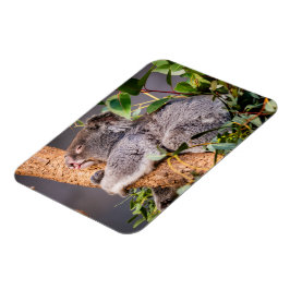Süße kleine Koala Magnet