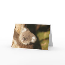 Süße Koala-Bären-Party-Shower-Geburtstag
