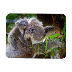 Süße Koalas Magnet
